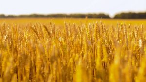 ВАЛЕРИЙ СЁМИН - ДЕРЕВЕНЬКА ТЫ МОЯ ( ПЕСНИ ПРО ДЕРЕВНЮ)