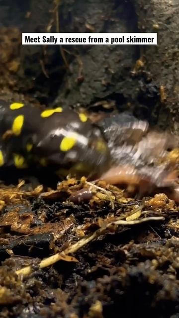 Rescued this salamander from a pool skimmer! смотреть онлайн