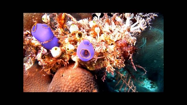 ホヤエビ.wmv смотреть онлайн