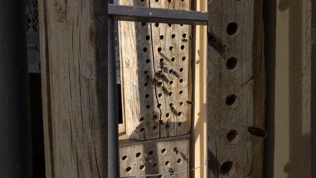 Nichoirs Osmies: mâles Osmia cornuta / Osmie cornue attendent femelles смотреть онлайн