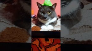 Клип котинет