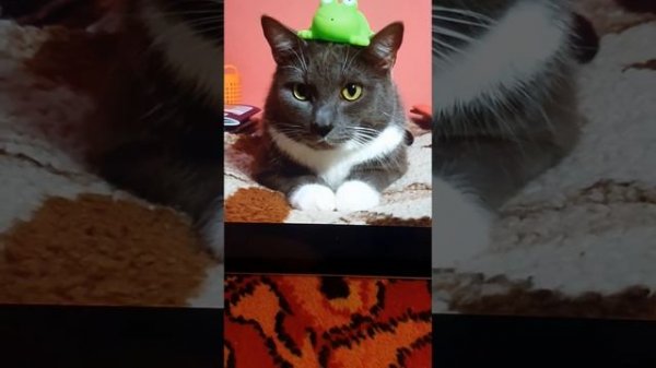 Клип котинет