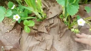 🍓 как я мульчирую клубнику картоном и опилками #дача#сад#огород Ярославль