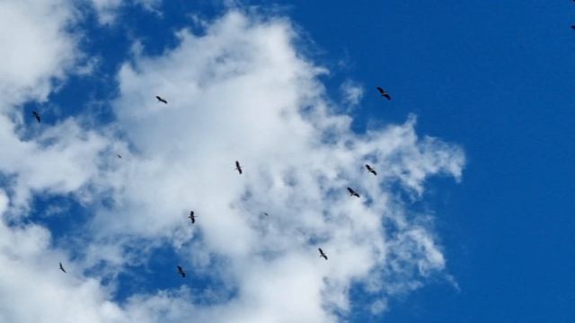 Пролет черных аистов смотреть онлайн