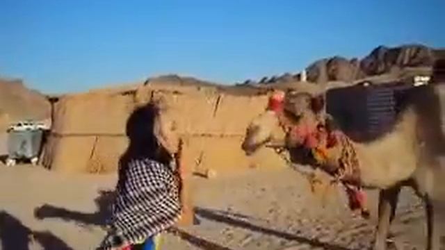 KISS WITH CAMEL целуюсь с верблюдом!EGYPT смотреть онлайн