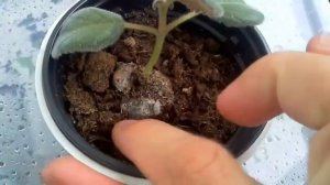 Есть ли смысл спасать подгнивший клубень глоксинии? (был реанимирован(видео 15.03.17), дал ростки)