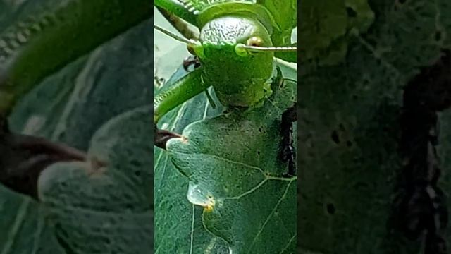 Siliquofera Grandis eating oak. смотреть онлайн