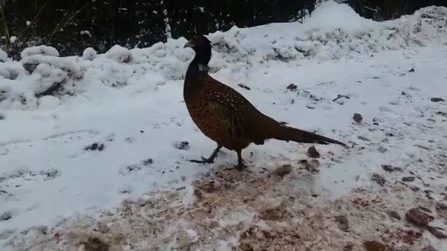 Фазан на Столбах смотреть онлайн