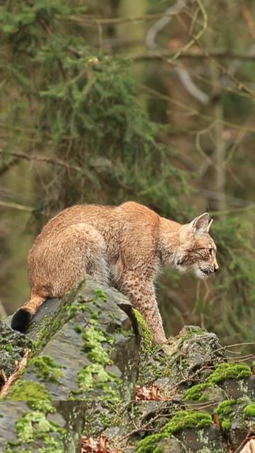 lynx ♥️ смотреть онлайн