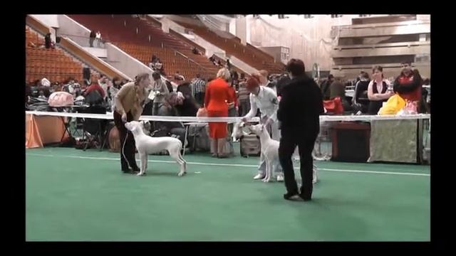 Dogoargentino, National Club Show 2011, Puppy class смотреть онлайн