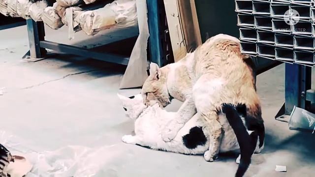 Male and Female Cats Meeting for the first time loudly sound Sucessfully смотреть онлайн