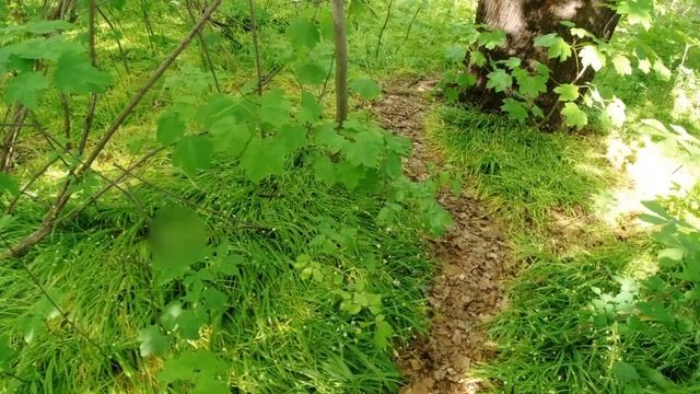 Panen Daun Bawang Putih Liar di Taman Treptower Park di Berlin, Jerman (Allium paradoxum) смотреть онлайн