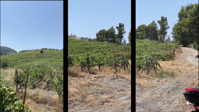 DJI AGRAS T30 spraying vinyard смотреть онлайн