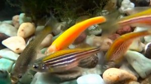 Самые неприхотливые рыбки для первого аквариума. топ 10 неприхотливых рыбок в ваш аквариум