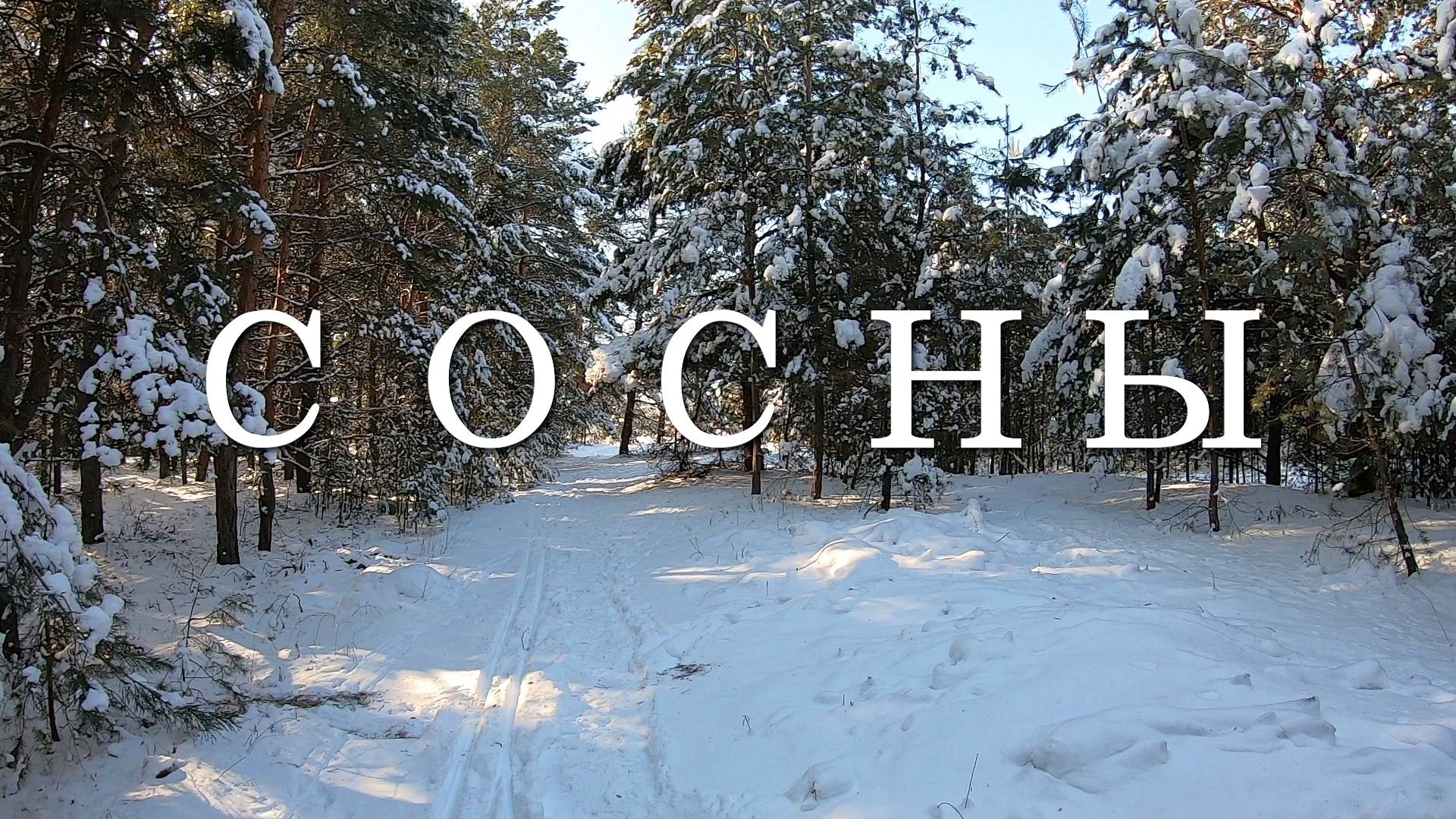 Сосны смотреть онлайн