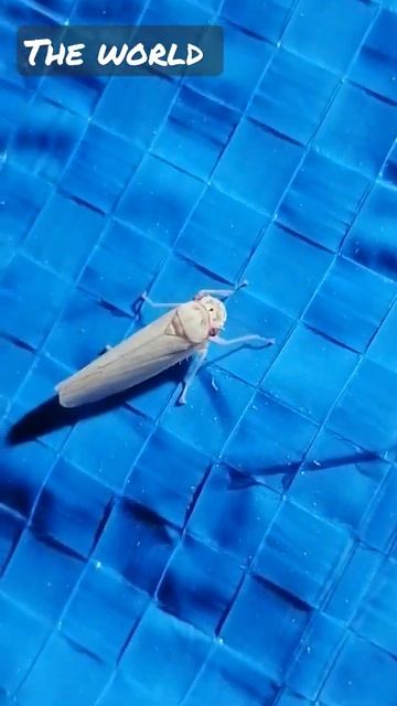 Rose leaf hopper смотреть онлайн
