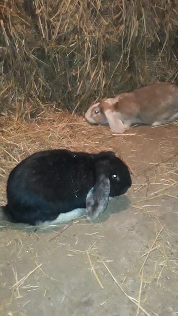 Пара французских баранов смотреть онлайн