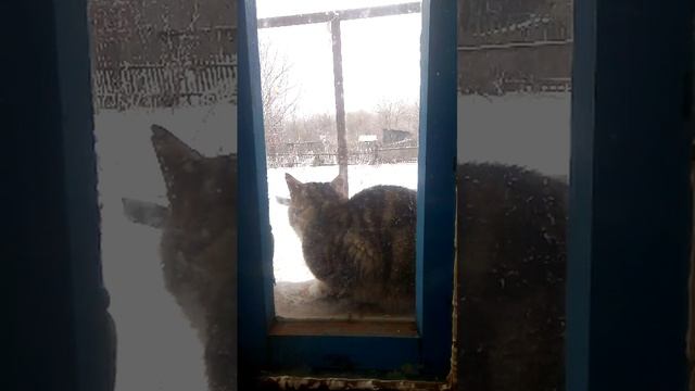 деревенские будни