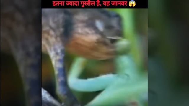 दुनिया का सबसे गुस्सैल जानवर 🤭 इंसानों को भी नहीं छोड़ता 😱 #shorts смотреть онлайн