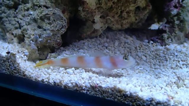 Suntail goby and Helfrichi Gobies смотреть онлайн