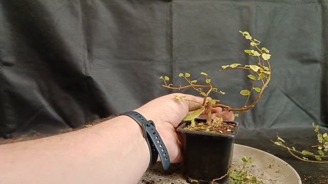 фикус пимула