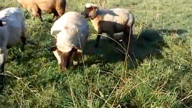 ВОТ БАРАНЫ!!! смотреть онлайн