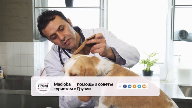 🐶 Где питомец может пройти физиотерапию?