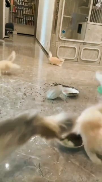 Как я кормлю котеек смотреть онлайн