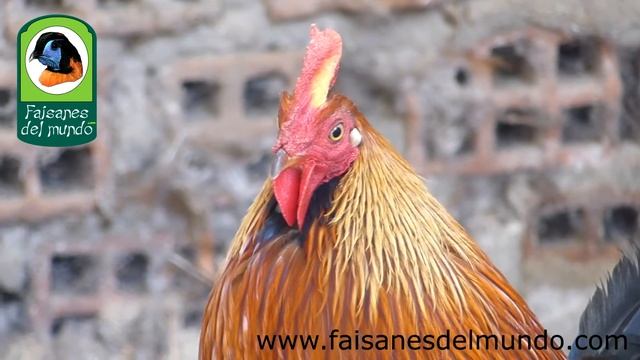Gallo lafayette (Gallus lafayetti) - Llamada смотреть онлайн