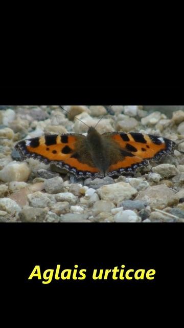 Aglais urticae.#shorts смотреть онлайн