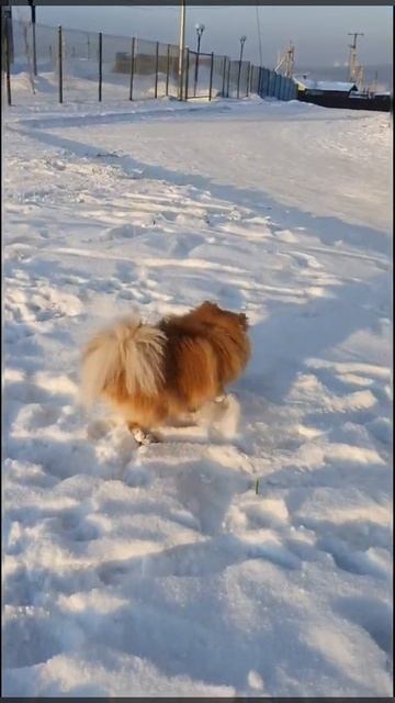 Шпиц объедается снегом! смотреть онлайн