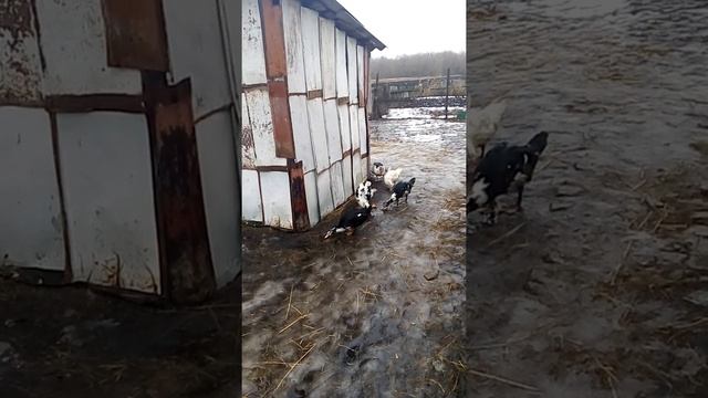 наши племенные мускусные утки. смотреть онлайн