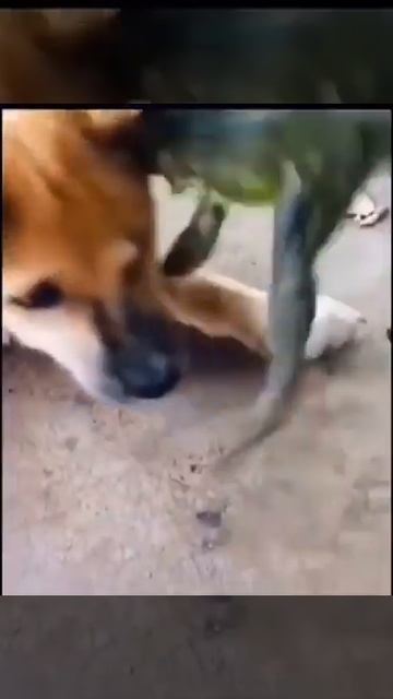 ЛЯГУШКА ЛАЕТ НА СОБАКУ смотреть онлайн