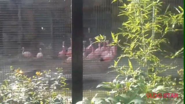 Бешеные фламинго смотреть онлайн