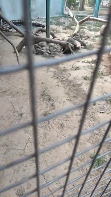 Зверёк под названием Харза. Алматинский зоопарк смотреть онлайн