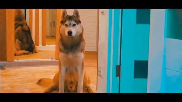 Реакция на "дисс Хаски " смотреть онлайн