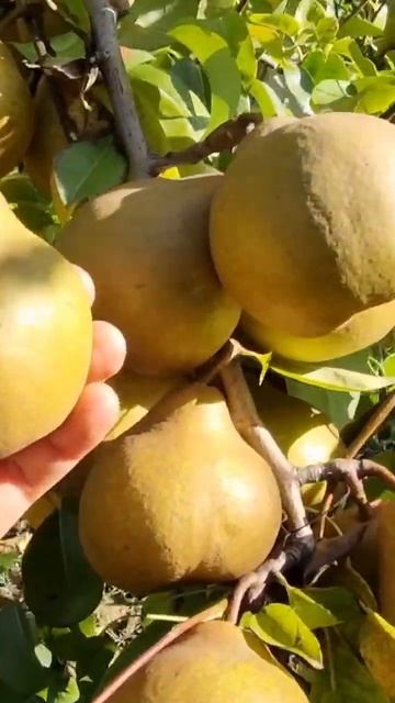 зимові груші смотреть онлайн