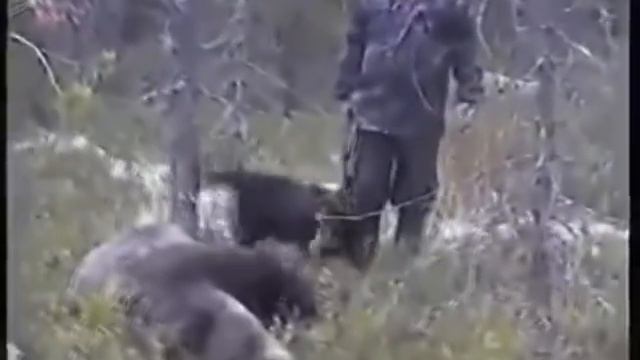 Охота на огромного Медведя смотреть онлайн