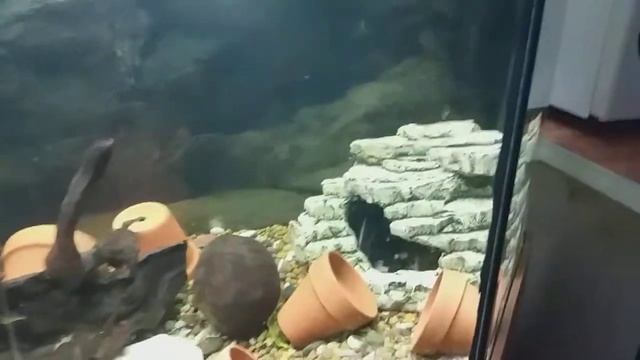 Мой аквариум смотреть онлайн