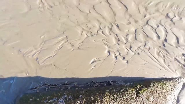 Encountered a big crab, unfortunately my clamp is broken смотреть онлайн