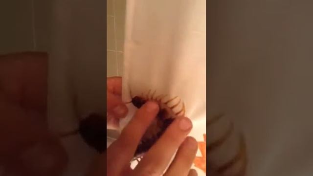 Scolopendra Galapagoensis Robusta super docile смотреть онлайн