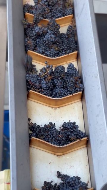 Cabernet Sauvignon headed into the destemmer. смотреть онлайн