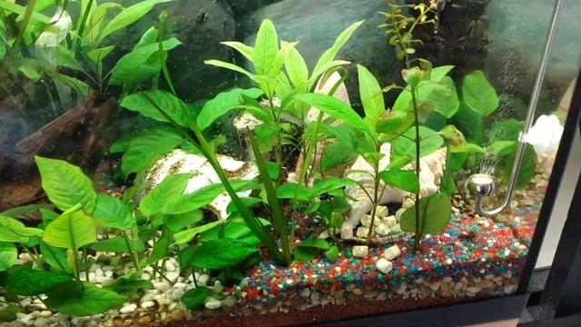 аквариум с со2 смотреть онлайн