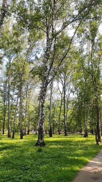 Парк Берёзовая роща смотреть онлайн