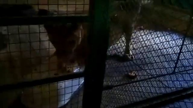 Эльза смотреть онлайн