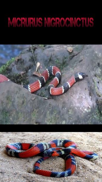 Serpientes MÁs venenosas Colombia #serpientesvenenosas #serpiente #curiosidades #animales смотреть онлайн