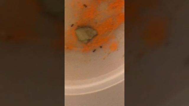 Зоо тв смотреть онлайн