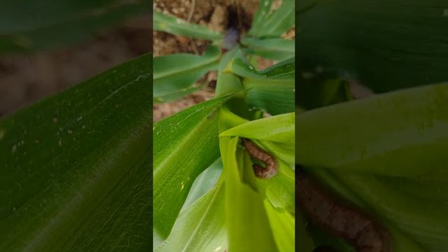 Daño que causa spodoptera frugiperda 🐛 en cogollo del maíz смотреть онлайн