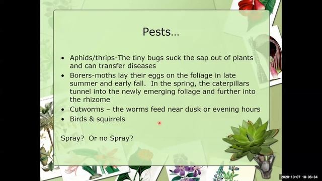 AIS Webinar #6 "Growing Iris Basics, Part 1: Bearded Iris" By Bonnie Nichols (V1 720p M) смотреть онлайн