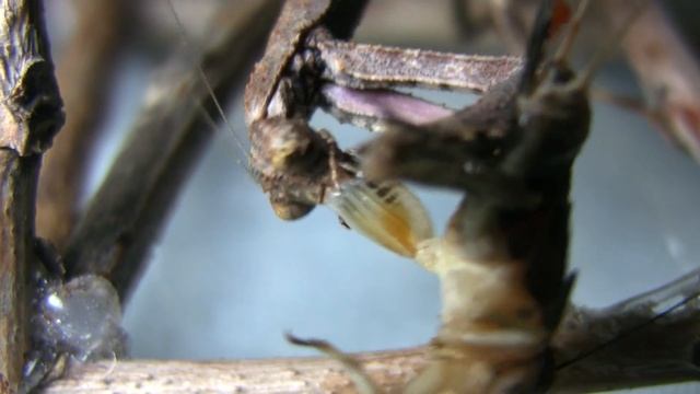 Twig Mantis eating Cricket Drumstick смотреть онлайн